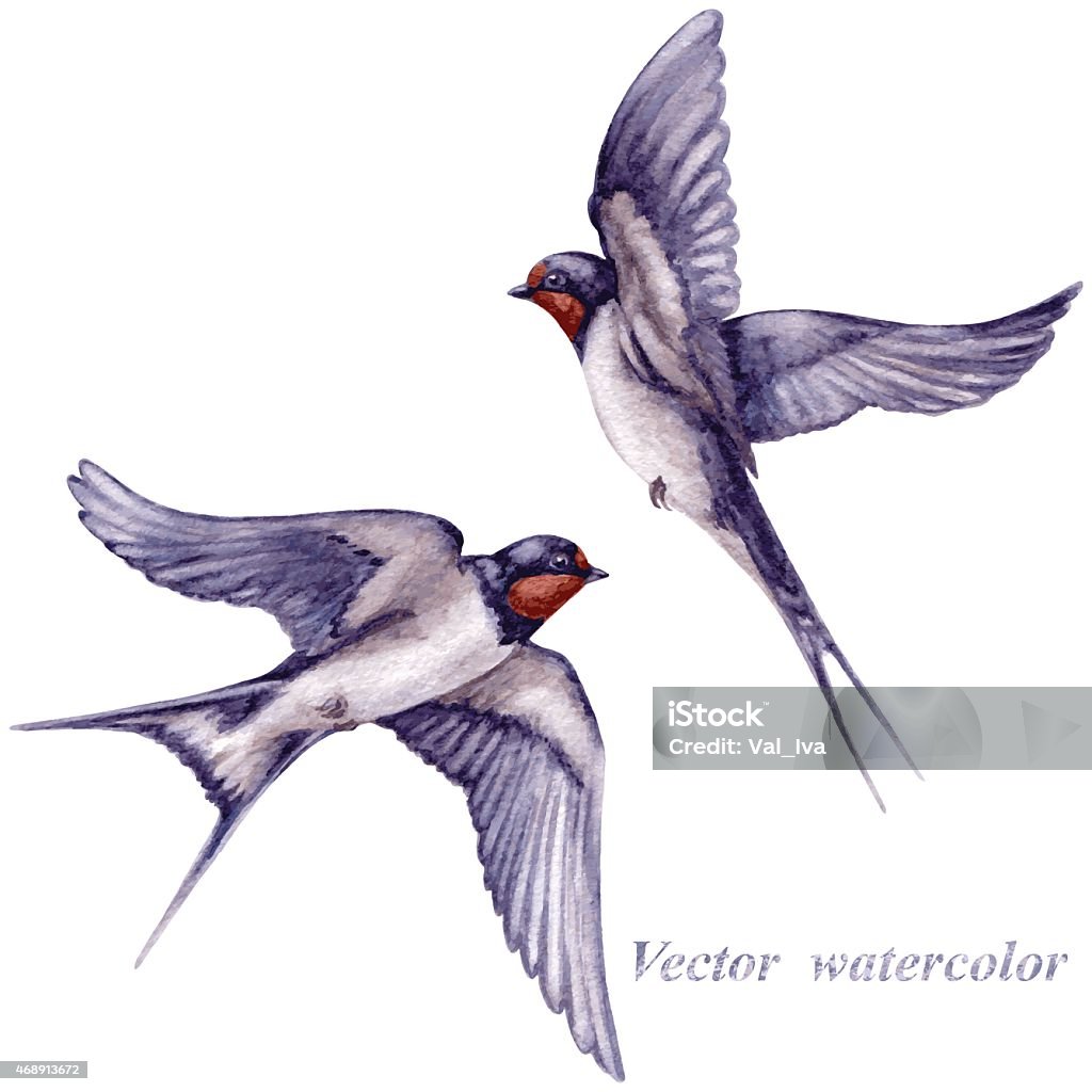 Flying swallows Watercolor two  flying swallows isolated on white background. Bird stock vector