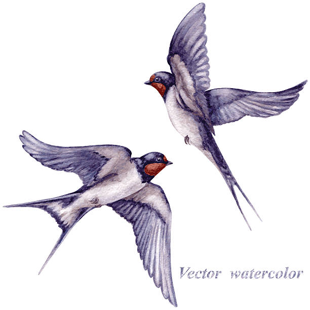 Flying swallows Watercolor two  flying swallows isolated on white background. swallow bird illustrations stock illustrations