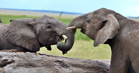 Young African Elephants (Loxodonta africana) in Kenya's Masai Mara Preserve, a part of the Serengeti ecosystem.