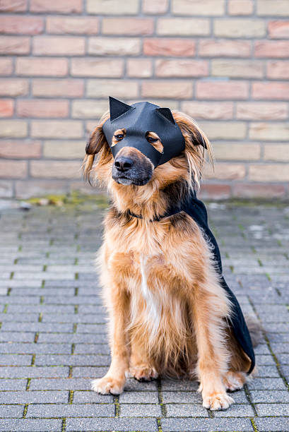 istock Dog with Zorro Mask 468914490