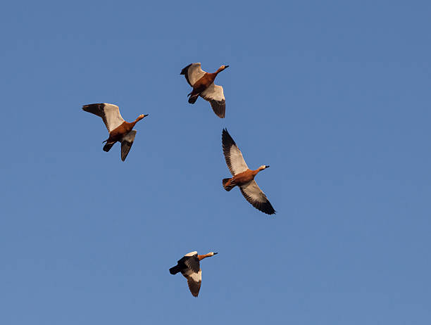 istock Four Ruddy Shelduck, Tadorna ferruginea, in flight; clear blue sky 468914634