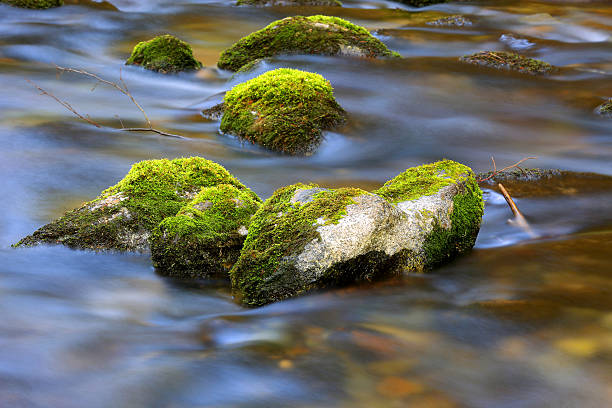 mountain brook with mossy stones
