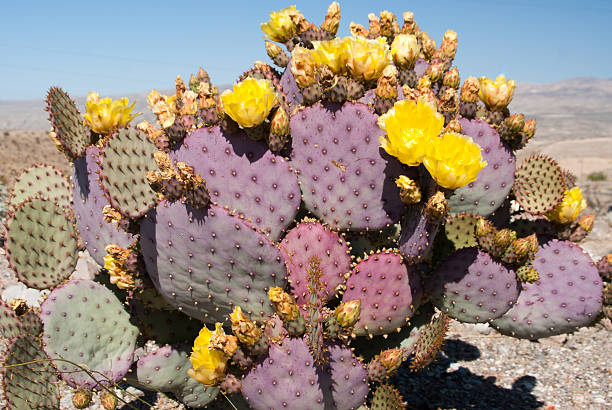 istock Cacti with yellow flowers 468917443