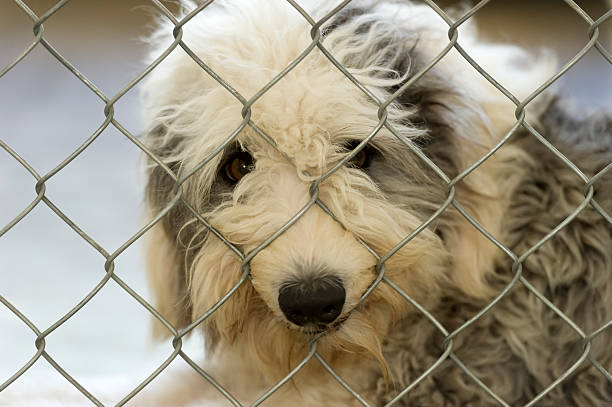 istock Sheepdog sad dog and fence 468917848