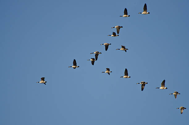 istock Large Flock of Canada Geese Flying in Blue Sky 468917929