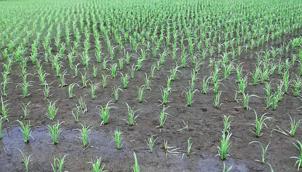 fresh Rice plant in Spring field