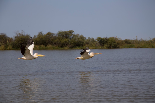Pelicans, Birds, National Park, Djoudj, Senegal, Africa, Sun, Sky, flight, beauty, nature