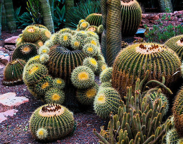 Cactus garden, Huerto del Cura - Elche, Spain stock photo