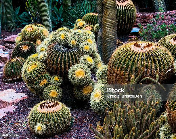 Cactus Garden Huerto Del Cura Elche Spain Stock Photo - Download Image Now - 2015, Alicante, Alicante Province