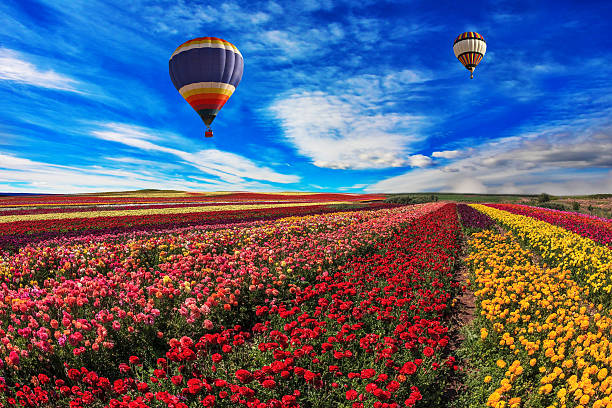 istock Two balloons fly over the field 468921996