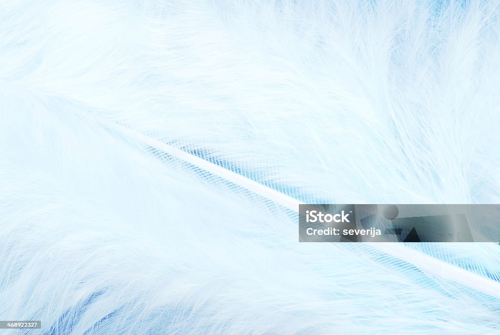 Piuma plumage tessuto bianco e blu - Foto stock royalty-free di Aculeo
