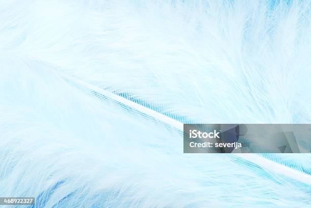 Piuma Plumage Tessuto Bianco E Blu - Fotografie stock e altre immagini di Aculeo - Aculeo, Affettuoso, Ala di animale