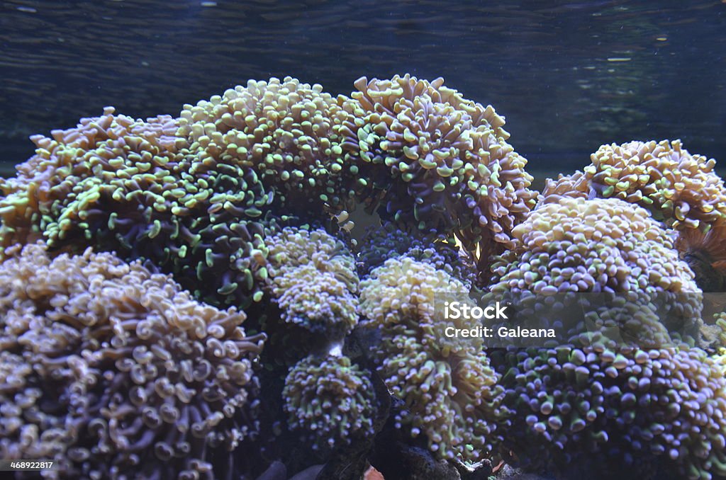 Hammer Coral Colony Euphylia hammer coral colony Abundance Stock Photo