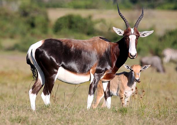 Bontebok Antelope and Baby stock photo