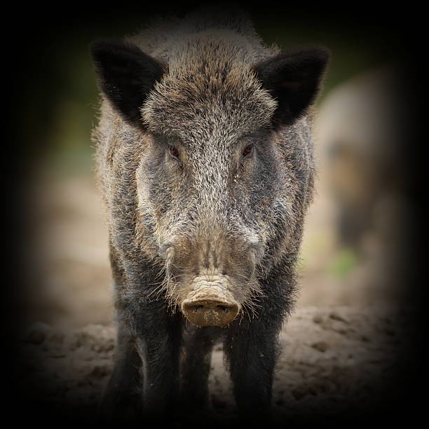 wild boar ( Sus scrofa ) portrait looking towards camera with vignette