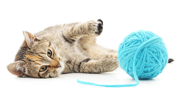 istock Cat with ball of yarn 468924586