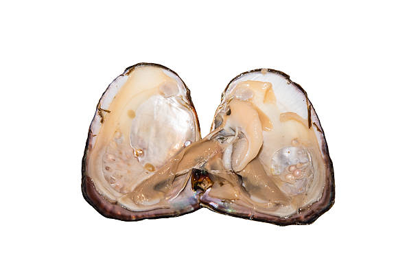 устричный, изоляции и жемчугом - freshwater pearl стоковые фото и изображения