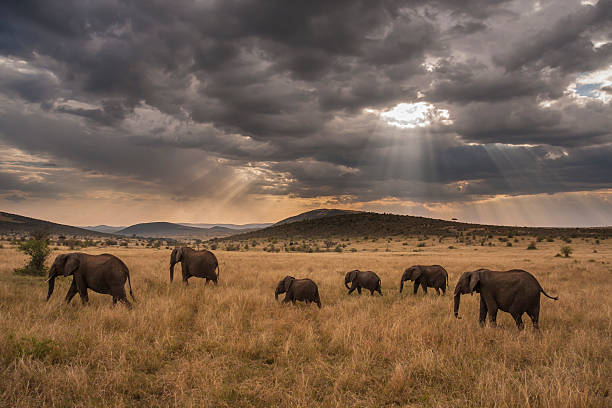 семья слонов маршировать в саванна - национальный заповедник масаи стоковые фото и изображения