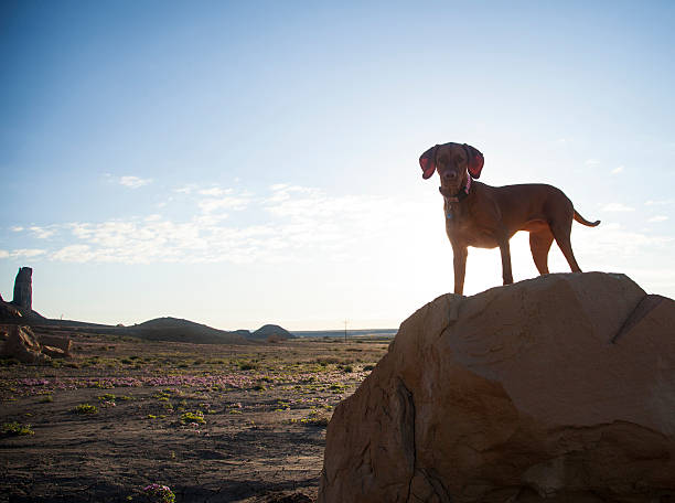 istock Vizsla dog pointing in Badlands 468928252