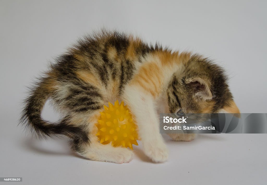 CAT PLAYING Little cat playing with ball	 2015 Stock Photo