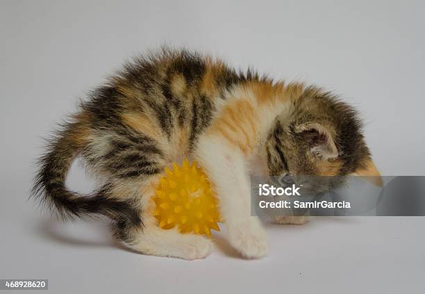 Cat Playing Stock Photo - Download Image Now - 2015, Accessibility, Activity