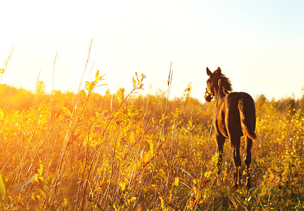 istock Foal standing in a field one 468928914