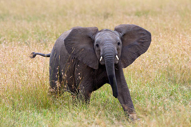 istock African elephant, Loxodonta africana 468930675