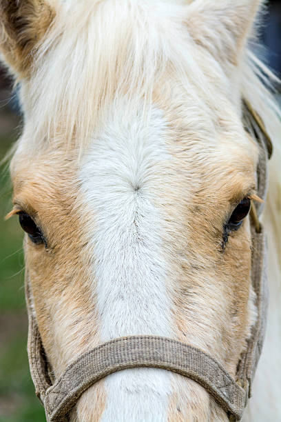 istock Horse nose eyes and ears 468931452
