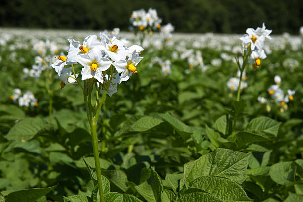 istock Blooming potato field in Germany 468931801