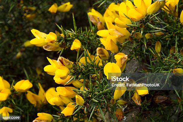 Ulex Europaeus Makro Stockfoto und mehr Bilder von Blume