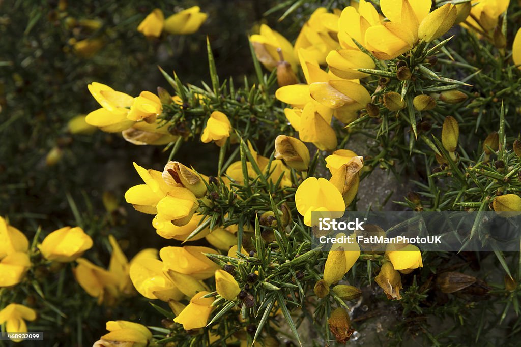 Ulex europaeus (Tojo, frequentes Tojo, furze ou whin).  Macro. - Royalty-free Amarelo Foto de stock