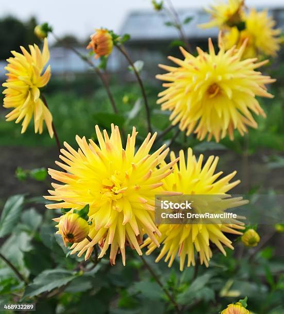 Gelbe Blume Stockfoto und mehr Bilder von Blume - Blume, Blüte, Buschig