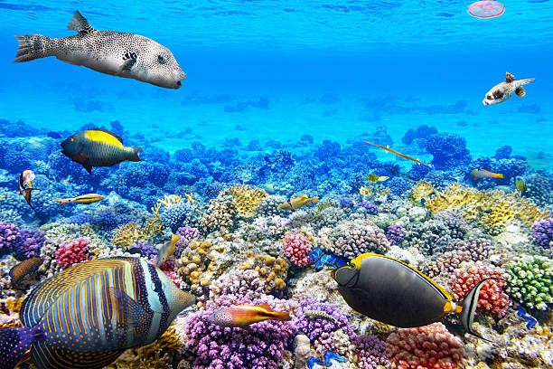 istock Underwater world with coral and fish 468932318