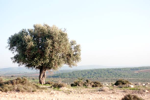 Nature travel in Israel stock photo