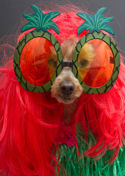 istock Pineapple Sunglasses On Red Head Poodle 468932955