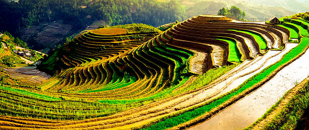 istock rice field on terraced in vietnam 468933020