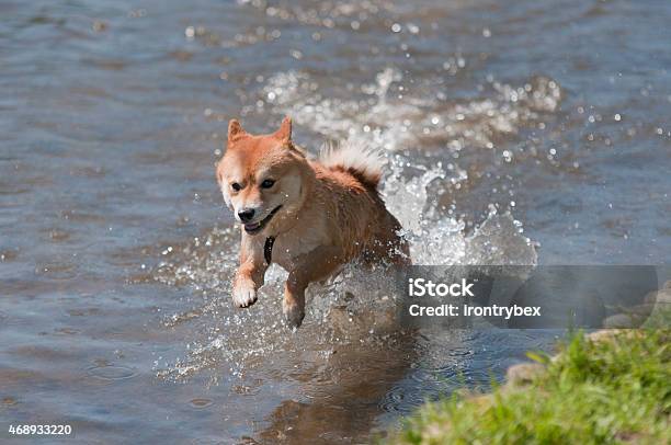 Shiba Inu Dog Jumping In Water Stock Photo - Download Image Now - 2015, Activity, Animal