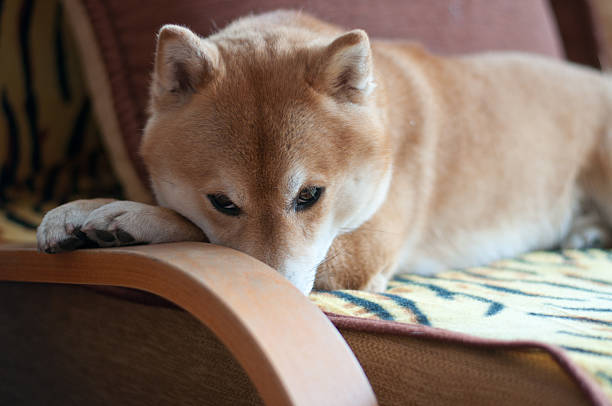 shy shiba inu dog