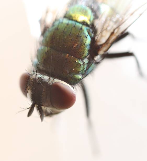 istock Big Eyes of Fly 468933402