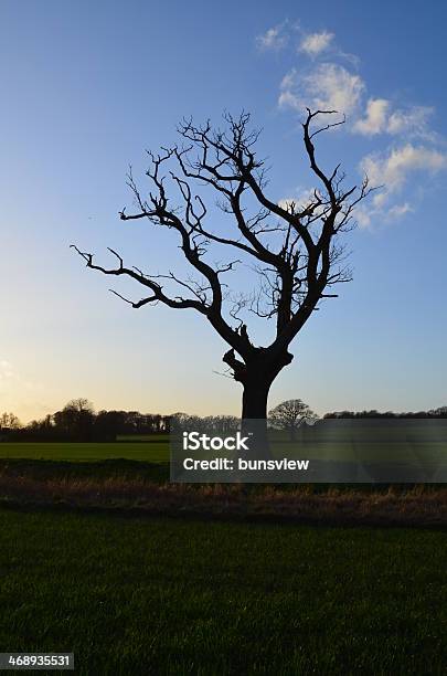 酸性雨ます - イギリスのストックフォトや画像を多数ご用意 - イギリス, イングランド, オークの木
