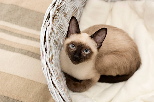 Siamese cat lying in a basket Small Siamese cat lying in a white basket on a blanket siamese cat stock pictures, royalty-free photos & images