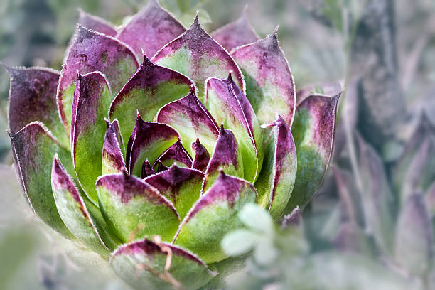 istock Sempervivum succulent plant colors close-up in selective focus 468935802