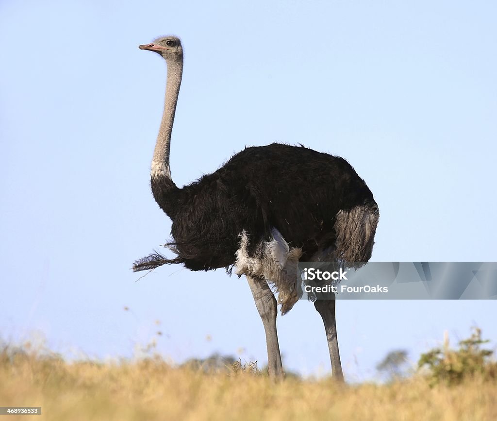 Male Ostrich Bird Stock Photo - Download Image Now - Africa, Animal, Animal  Wildlife - iStock