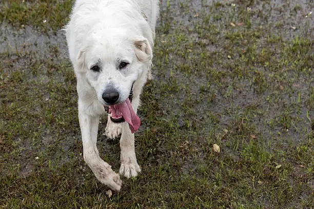 Great Pyrenees playing in a flooded dogpark