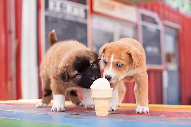 Two Puppies Share an Ice Cream Cone Tiny Dogs Licking the Same Ice Cream Cone in a Colorful Environment licking ice cream cone stock pictures, royalty-free photos & images