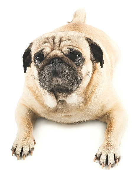 istock Close-up of Pug 468937046