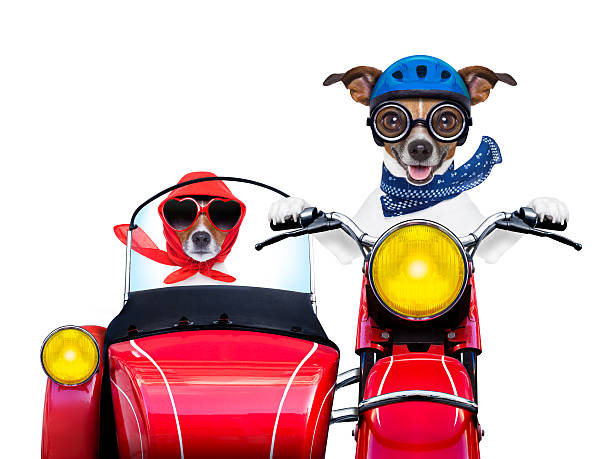 Dogs driving and riding in a red motorbike motorbike dogs together in love having a hiloday trip sidecar photos stock pictures, royalty-free photos & images