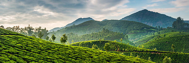 Tea plantations stock photo