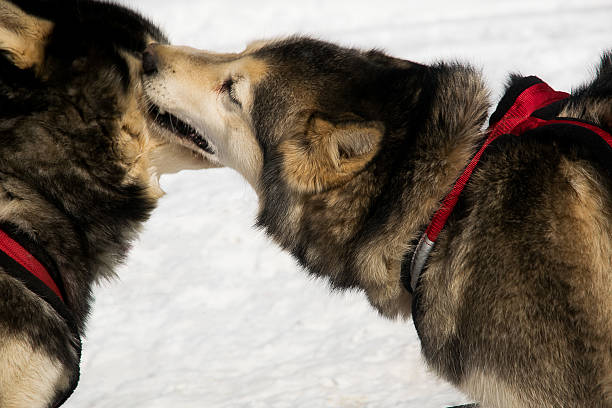 istock 2 husky dogs kissing 468940868