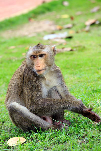 istock Sitting curious looking Monkeys in tropical Vietnam 468941038